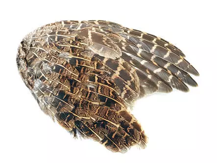 REBHUHNFLÜGEL hotfly