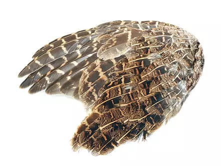 REBHUHNFLÜGEL hotfly