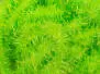 TREMOR CHENILLE hotfly - 6 mm - 200 cm - chartreuse