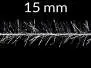 CCS SHORT GHOST CHENILLE hotfly - 200 cm - 15 mm