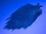 HAHNENBALG GRIZZLY PRO TYER hotfly