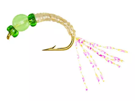 Alosa Agone Hegene EVERGLOW GREEN