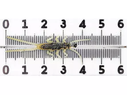 Steinfliegennymphe - gelb - 45 mm