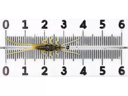 Steinfliegennymphe - gelb - 40 mm