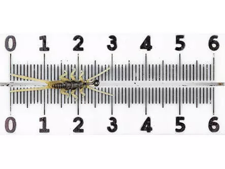 Steinfliegennymphe - gelb - 35 mm