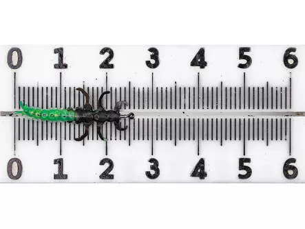 Köcherfliegenlarve - Rhyacophila - grün - 24 mm