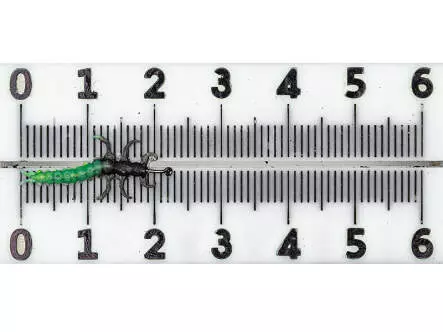 Köcherfliegenlarve - Rhyacophila - grün - 20 mm