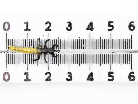 Köcherfliegenlarve - Rhyacophila - gelb - 24 mm