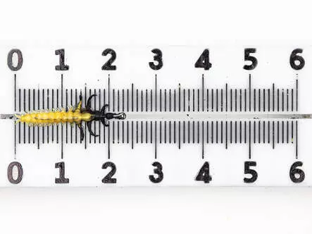 Köcherfliegenlarve - Rhyacophila - gelb - 20 mm