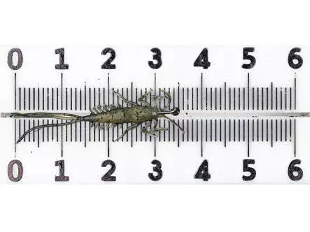 Eintagsfliegenlarve - frei schwimmend - tan - 35 mm