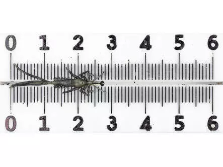 Eintagsfliegenlarve - frei schwimmend - tan - 30 mm