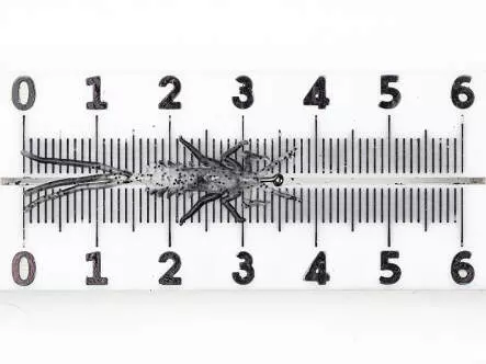 Eintagsfliegenlarve - frei schwimmend - transparent - 35 mm