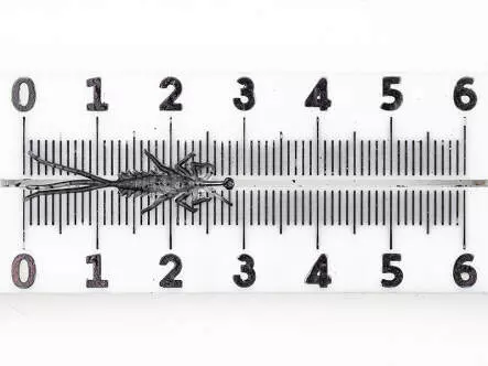 Eintagsfliegenlarve - frei schwimmend - transparent - 30 mm