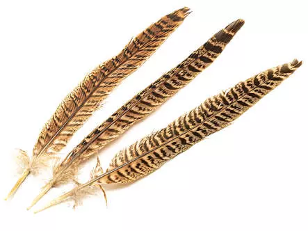 FASANENSTOSSFEDER WEIBCHEN hotfly - 3 Stk. - 15/25 cm