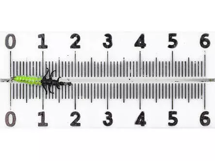 Köcherfliegenlarve - Rhyacophila - grün - 15 mm