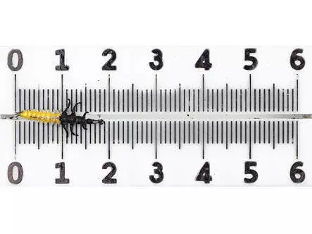 Köcherfliegenlarve - Rhyacophila - gelb - 15 mm