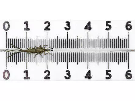 Eintagsfliegenlarve - frei schwimmend - tan - 20 mm