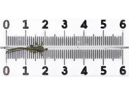 Eintagsfliegenlarve - klammernd - tan - 20 mm