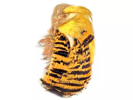 GOLDFASAN KOPF KOMPLETT 2° Wahl - hotfly