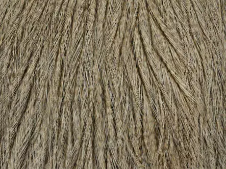 Hahnenbalg COQ DE LEON whiting farms