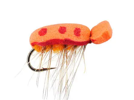 Orange Foam Beetle 14
