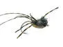 Leggy Critter Olive