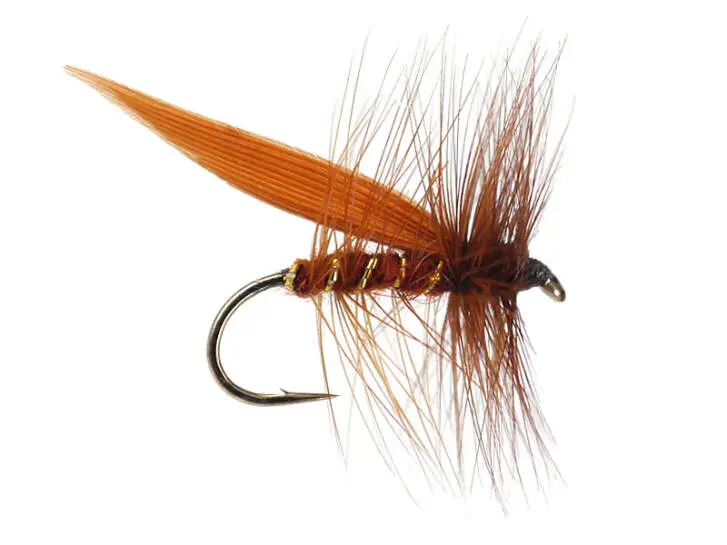 Brown Sedge