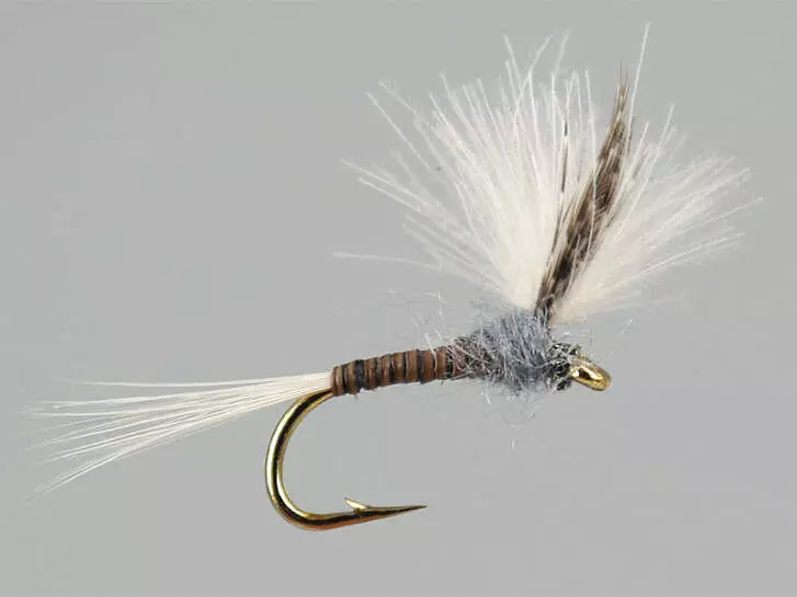 CDC Quill Gordon