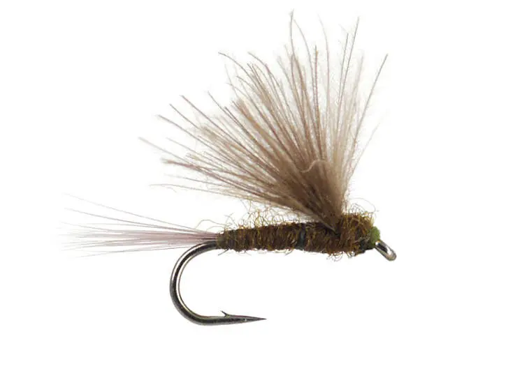 CDC Dark Olive