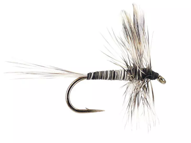 Mosquito