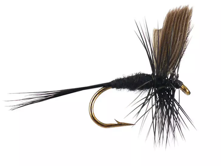 Black Gnat