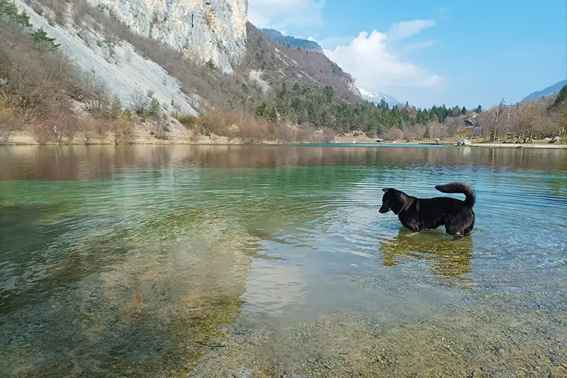 Hund auf der Suche nach Forellen am Lago di Nembia